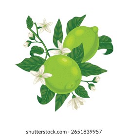 Branch with limes growing among green leaves and white flowers is perfect for promoting healthy lifestyle, cosmetics, food industry, agriculture and so on