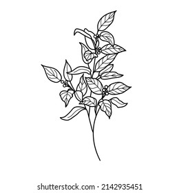 Branch line drawn on white background, doodle, vector illustration
