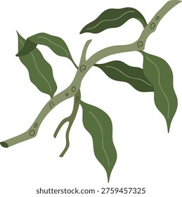 Branch with long narrow leaves in a soft natural style. Suitable for botanical, garden, and organic design themes.