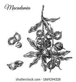 Branch of macadamia nuts. Sketch. Engraving style. Vector illustration.