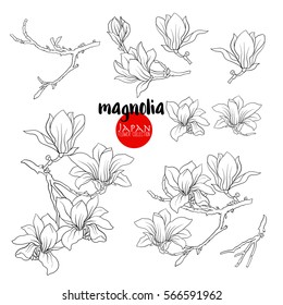 Branch of magnolia blossoms. Stock line vector illustration botanic flowers. Outline drawing.