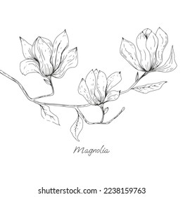 branch with magnolia buds in hand drawn style