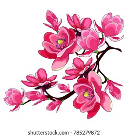 branch magnolia flower red garden decorative  vector illustration
