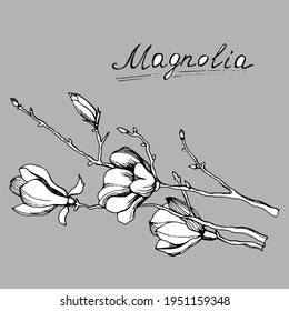 branch with magnolia flowers with leaves