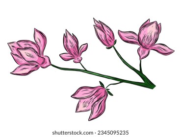 Branch with magnolia flowers and leaves  in hand drawn sketch style. Vector botanical illustration