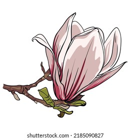 Branch of magnolia flowers on white background, vector illustration