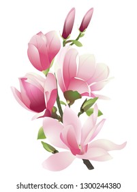 A branch of magnolia with pink flowers and leaves on a white background. Spring flowers in vector