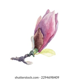 Branch of magnolia Spring magnolia flower. Watercolor. Print design.
