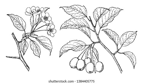 The branch of a Malus rivularis tree, native throughout the northwestern coast of the United States, vintage line drawing or engraving illustration.