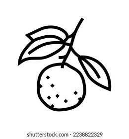 branch mandarin leaf line icon vector. branch mandarin leaf sign. isolated contour symbol black illustration