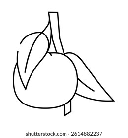 branch mandarin leaf line icon vector. branch mandarin leaf sign. isolated contour symbol black illustration