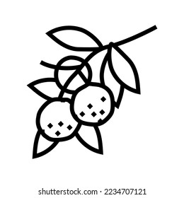 vectores de icono de línea anaranjada mandarina bifurcación. signo anaranjado de mandarina ramificada. símbolo de contorno aislado ilustración negra