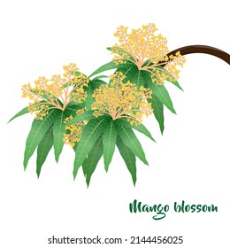 A branch of mango blossom. Mango flower vector isolated on white background
