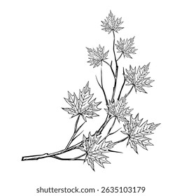 A branch with maple leaves. Vector graphics. Black and white hand-drawn illustration. On a white background. Great for stickers, banners, posters and packaging, postcards and labels, prints and more.