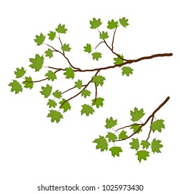 Branch of a maple on a white background. Branch of a tree with green leaves. It can be used as a design element in projects and compositions. Vector illustration.