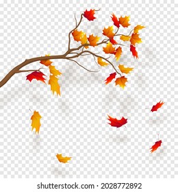 Branch of maple tree, autumn leaf fall. Autumn realistic vector illustration on trancparency background