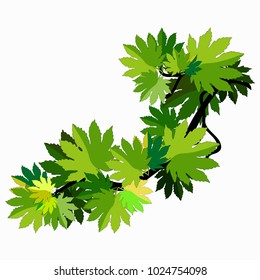branch of maple tree leaves  vector illustration