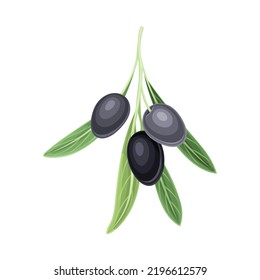 Branch of Mature Olives Cultivar with Hanging Small Black Drupe Fruit Vector Illustration