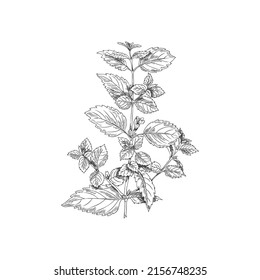 Branch, melissa bush, a botanical vector illustration, hand-drawn, on white background. Botanical sketch, melissa branch, monochrome sketch. Outline drawing, melissa bush