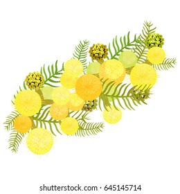 Branch of mimosa acacia silvery whitened family of legumes Vector illustration