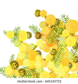 Branch of mimosa acacia silvery whitened corner Vector illustration