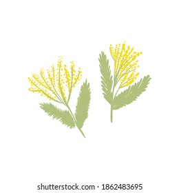 Branch of mimosa doodle Vector illustration with yellow flowers. Spring or summer graphic design. Floral vector collection. Garden. Botany illustration for postcards, labels