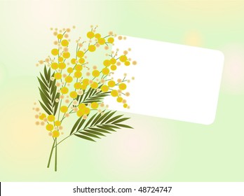 branch of mimosa on light green background