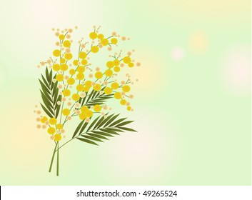 branch of mimosa on light green background