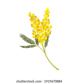 Branch of Mimosa or Silver Wattle with Bipinnate Leaves and Yellow Racemose Inflorescences Vector Illustration