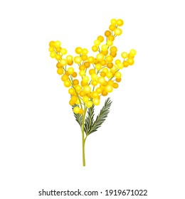 Branch of Mimosa or Silver Wattle with Bipinnate Leaves and Yellow Racemose Inflorescences Vector Illustration