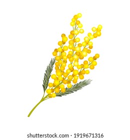 Branch of Mimosa or Silver Wattle with Bipinnate Leaves and Yellow Racemose Inflorescences Vector Illustration