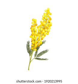 Branch Of Mimosa Or Silver Wattle With Bipinnate Leaves And Yellow Racemose Inflorescences Vector Illustration