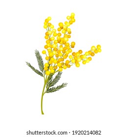 Branch of Mimosa or Silver Wattle with Bipinnate Leaves and Yellow Racemose Inflorescences Vector Illustration