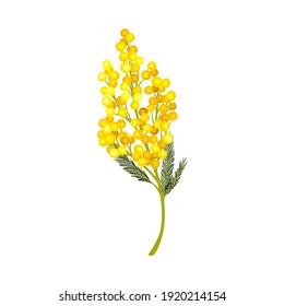 Branch Of Mimosa Or Silver Wattle With Bipinnate Leaves And Yellow Racemose Inflorescences Vector Illustration