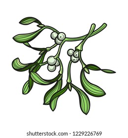 Branch of mistletoe with berries. A bouquet of Christmas. Vector illustration. The isolated image on a white background.