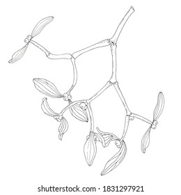 branch of mistletoe hand drawing on a white background. Botanical graphics to kinship.