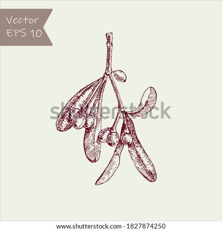 Branch mistletoe hand drawn. Sketch element for your design. Ink vector illustration.