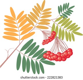 branch of a mountain ash