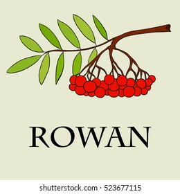 A branch of mountain ash.