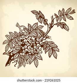 Branch of mountain ash, leaves and berries. Drawing.