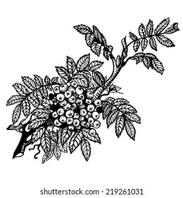Branch of mountain ash, leaves and berries. Drawing.