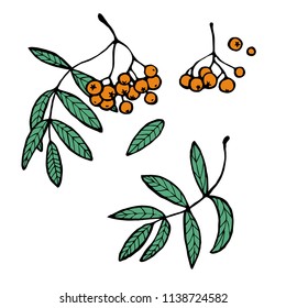 branch of mountain ash orange. elements for decoration