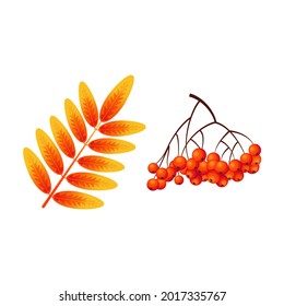 Branch of mountain ash with orange leaves and bunch of berries. Autumn leaves, harvest. Nature in autumn. Plant elements for design. Gradient fill. Vector illustration isolated on white background