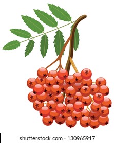 Branch of mountain ash tree with bunch of berries