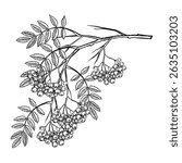 A branch of mountain ash. Vector graphics. Black and white hand-drawn illustration. On a white background. Great for stickers, banners, posters and packaging, postcards and labels, prints and more.