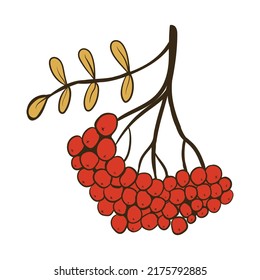 A branch of mountain ash. Vector illustration with doodles on the theme of cozy autumn.A cute element for greeting cards, posters, stickers and seasonal design. Isolated on a white background.