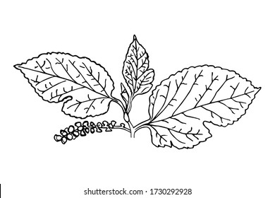 Branch of mulberry with flowers by hand drawn on white backgrounds. Vector illustration.
