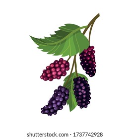 Branch of Mulberry with Lobed Leaf and Fully Ripe Black Berries Vector Illustration