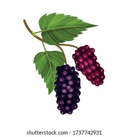 Zweigstelle Mulberry mit Lobed Leaf und Vollreifen Black Berries Vector Illustration