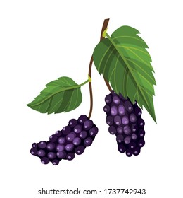 Branch of Mulberry with Lobed Leaf and Fully Ripe Black Berries Vector Illustration